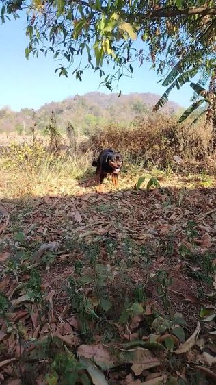 พ่อพันธุ์ร็อตไวเลอร์ รับผสม รูปที่ 10