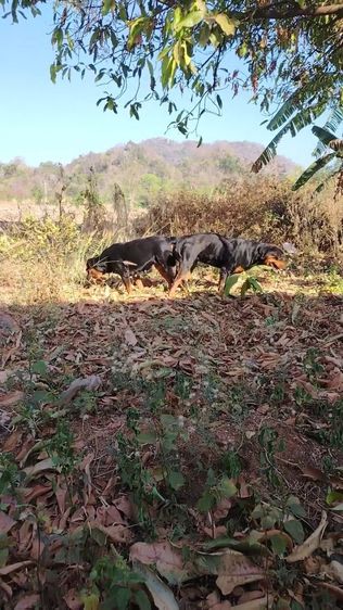 พ่อพันธุ์ร็อตไวเลอร์ รับผสม รูปที่ 3