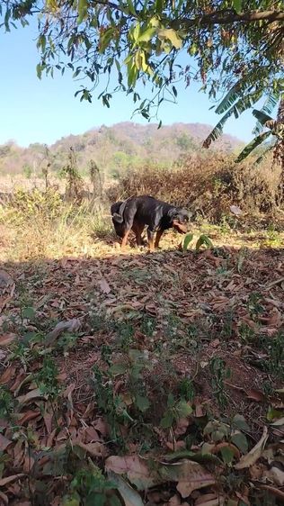 พ่อพันธุ์ร็อตไวเลอร์ รับผสม รูปที่ 11