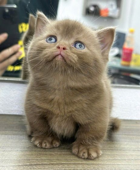 รวมแมวในฟาร์ม ที่ว่างแลดประชากร รูปที่ 11