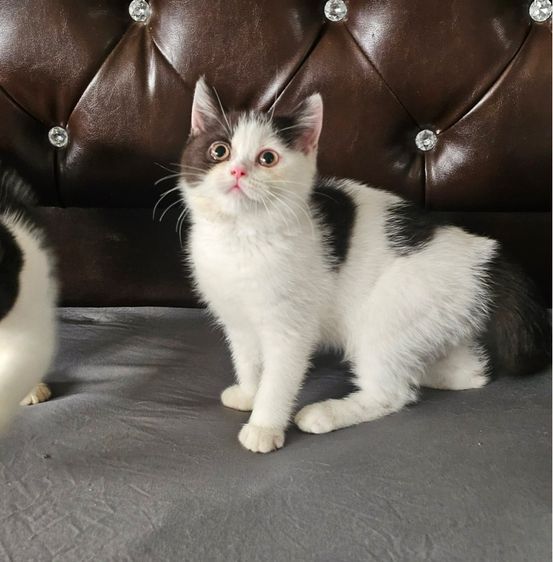 รวมแมวในฟาร์ม ที่ว่างแลดประชากร รูปที่ 9