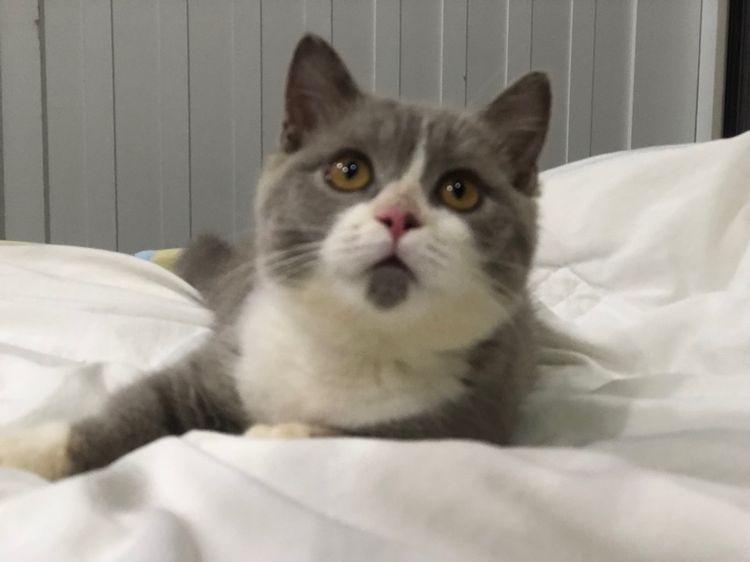 รวมแมวในฟาร์ม ที่ว่างแลดประชากร รูปที่ 3