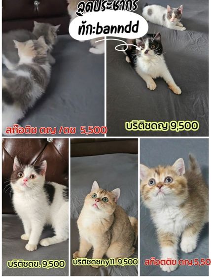 รวมแมวในฟาร์ม ที่ว่างแลดประชากร