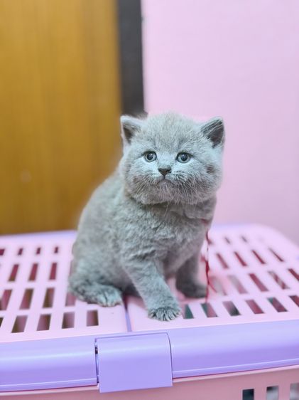 บริติชชอร์ตแฮร์ รูปที่ 8