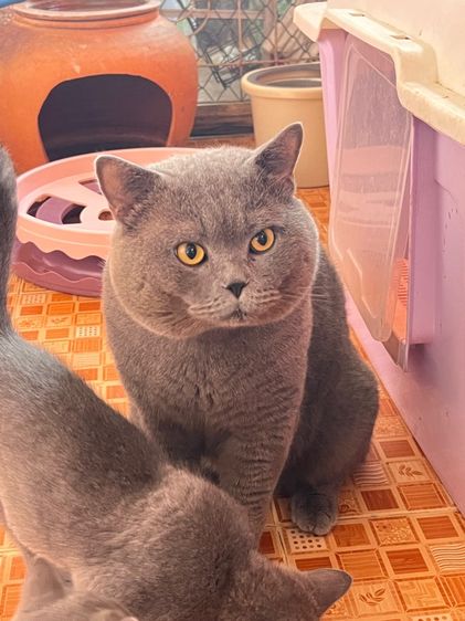 บริติชชอร์ตแฮร์ รูปที่ 11