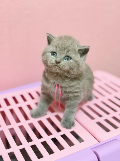 บริติชชอร์ตแฮร์ รูปที่ 6