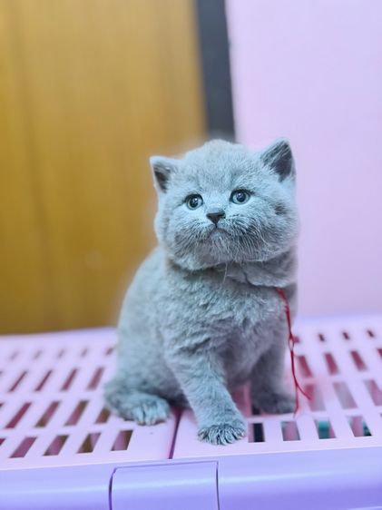 บริติชชอร์ตแฮร์ รูปที่ 10