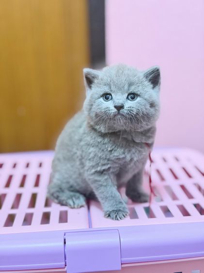 บริติชชอร์ตแฮร์ รูปที่ 9