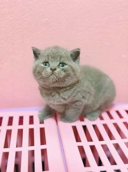 บริติชชอร์ตแฮร์ รูปที่ 2