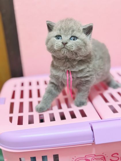 บริติชชอร์ตแฮร์ รูปที่ 7