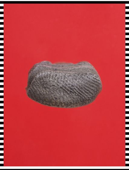 s93-s94.พระผงสุพรรณ-พระรอด องค์ๆละ 419 บ. พร้อมส่ง EMS คะ รูปที่ 8