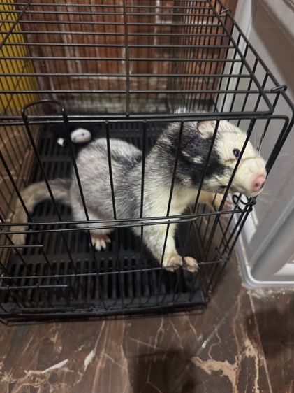 Mink Silver รูปที่ 4