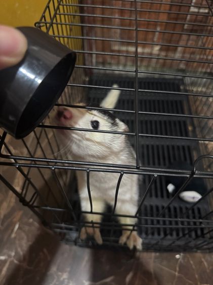 Mink Silver รูปที่ 2