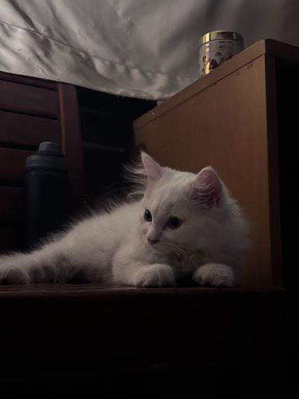 เปอร์เซีย รูปที่ 2