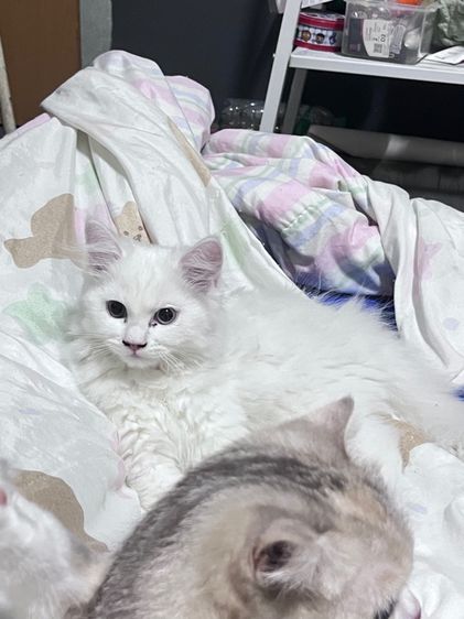 เปอร์เซีย