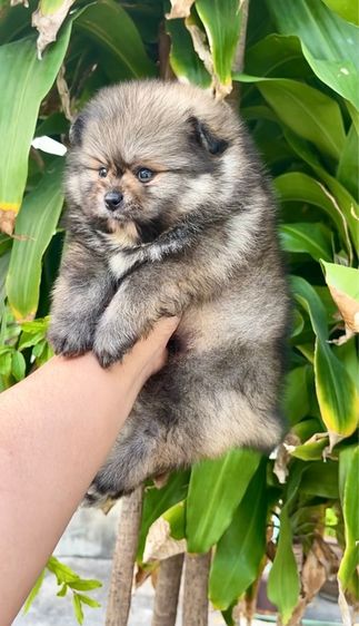 ปอมเมอเรเนียน (Pomeranian) เล็ก ปอมแท้