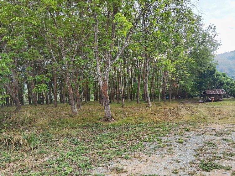 ขายสวนยาง พร้อมกรีด3ไร่1งาน2ตรวจที่สวย ติดเขาวิวดี รูปที่ 4