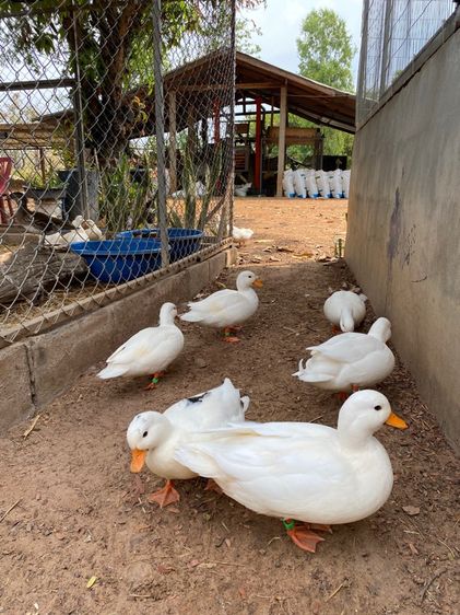 คอลดั๊ก รูปที่ 7