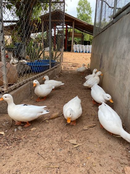 คอลดั๊ก รูปที่ 9