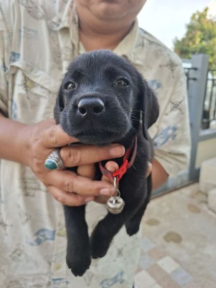 ลูกสุนัขลาบราดอร์ รูปที่ 7