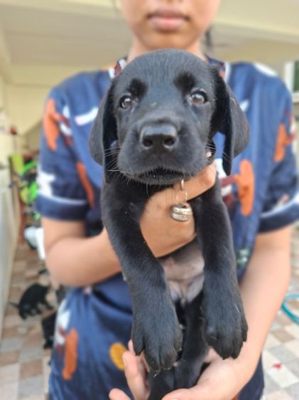 ลูกสุนัขลาบราดอร์ รูปที่ 4
