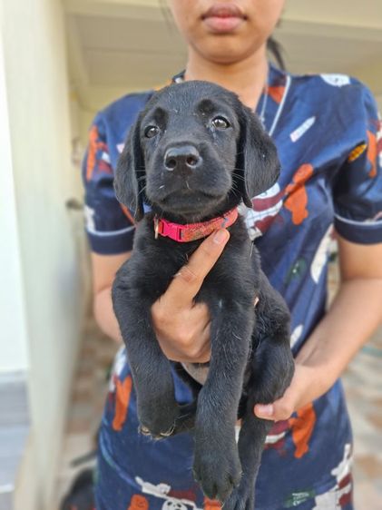 ลูกสุนัขลาบราดอร์ รูปที่ 3