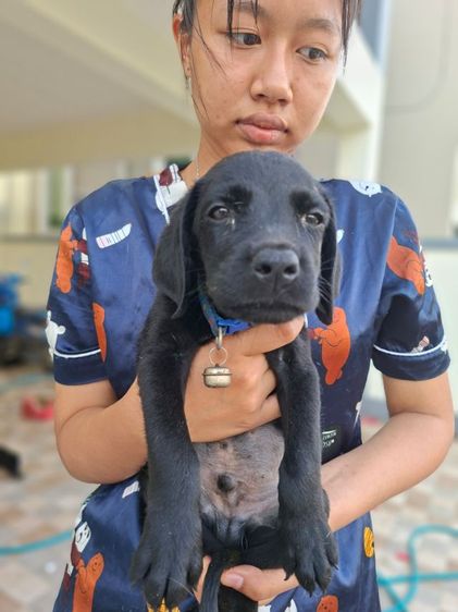ลูกสุนัขลาบราดอร์ รูปที่ 2