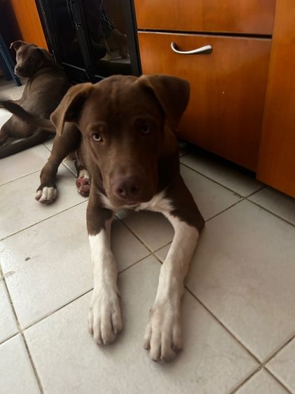 อื่นๆ ใหญ่ แจกฟรีสองตัว ผญและผช