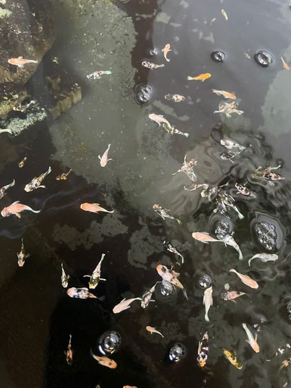 ปลาบอลลูน รูปที่ 5