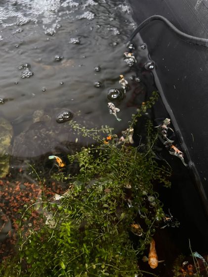 ปลาบอลลูน รูปที่ 4