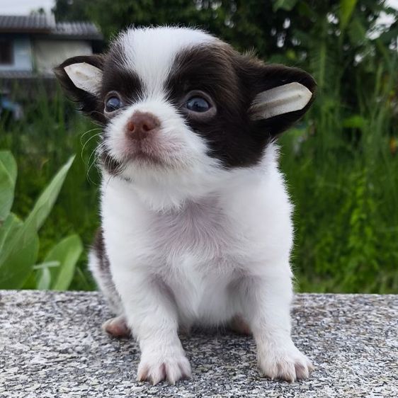 ดช.ชิวาวา รูปที่ 4