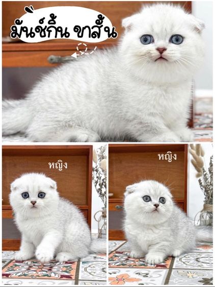 แมวมันช์กิ้นขาสั้นมีดช 2ดญ1