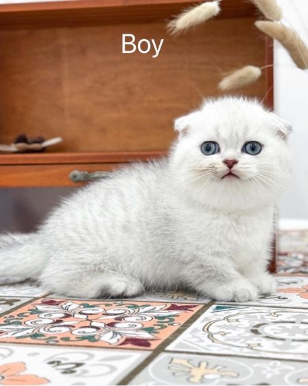 แมวมันช์กิ้นขาสั้นมีดช 2ดญ1 รูปที่ 2