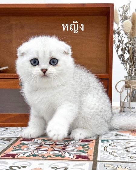 แมวมันช์กิ้นขาสั้นมีดช 2ดญ1 รูปที่ 3