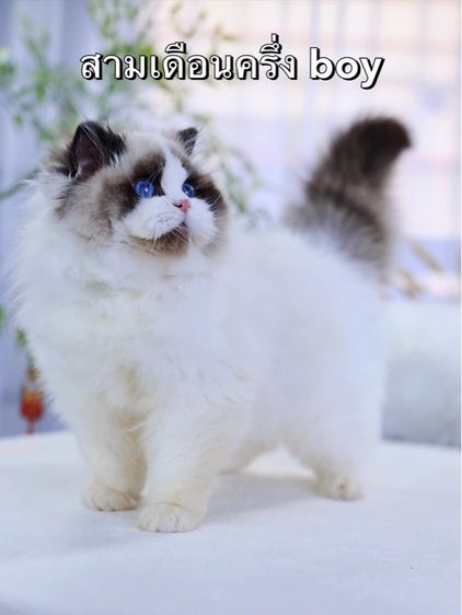 แมวแร็กดอล