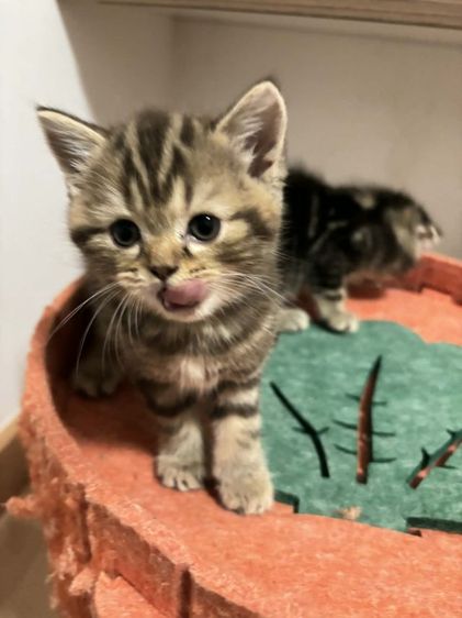 สก็อตติส หญิง💃 ชาย🧒 หมีอ้วนๆ😻😻 รูปที่ 2