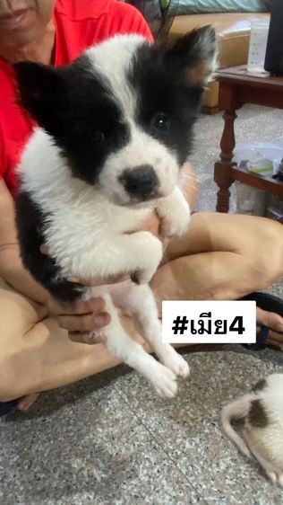 ขายลูกสุนัขพันธุ์บางแก้วแท้ รูปที่ 5
