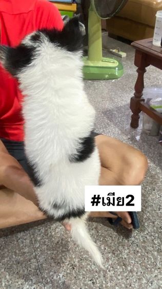 ขายลูกสุนัขพันธุ์บางแก้วแท้ รูปที่ 2