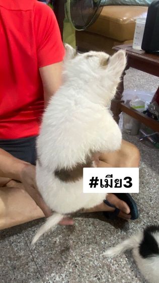 ขายลูกสุนัขพันธุ์บางแก้วแท้