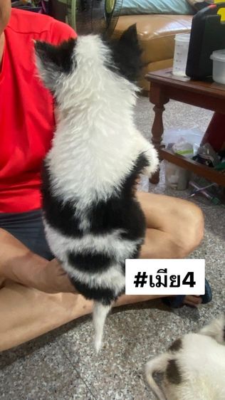 ขายลูกสุนัขพันธุ์บางแก้วแท้ รูปที่ 6