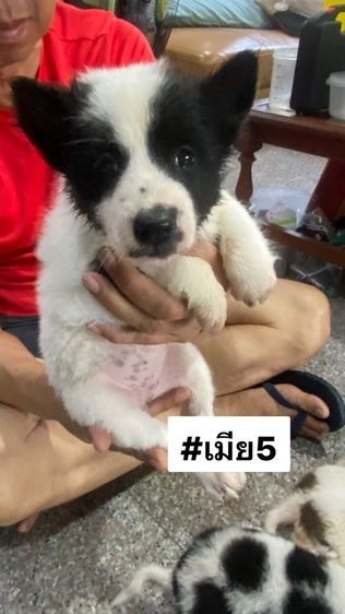 ขายลูกสุนัขพันธุ์บางแก้วแท้ รูปที่ 3