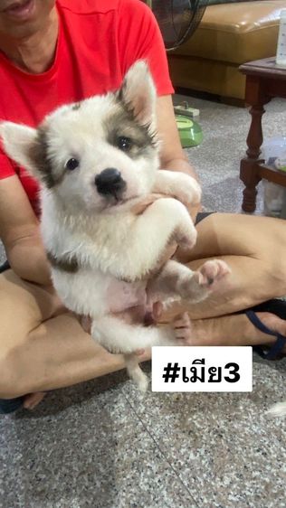 ขายลูกสุนัขพันธุ์บางแก้วแท้ รูปที่ 10
