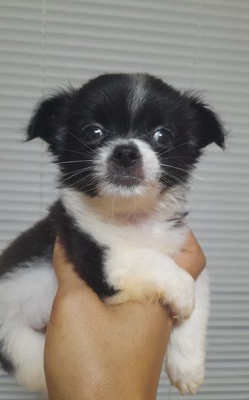 ชิวาว่า รูปที่ 5