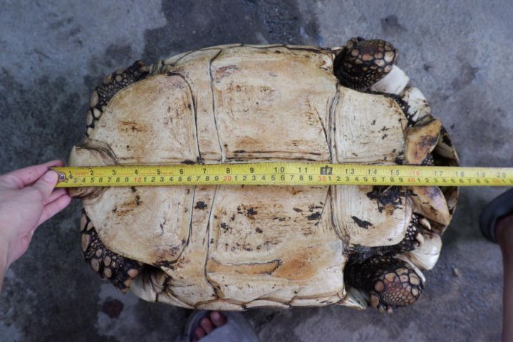 เต่าซูคาต้า เพศผู้ ขนาด 17นิ้ว รูปที่ 4