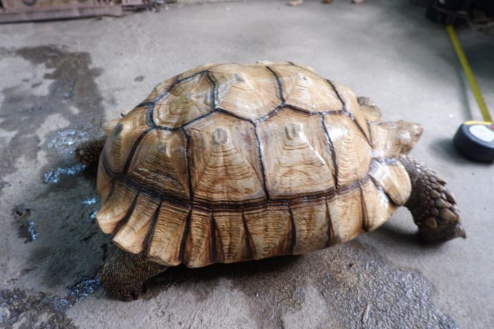 เต่าซูคาต้า เพศผู้ ขนาด 17นิ้ว รูปที่ 3