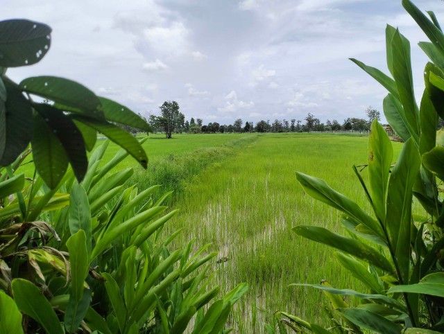 ใช่ ขายถูกที่สวยพร้อมสิ่งปลูกสร้างเนื้อที่17ไร่ รูปที่ 3