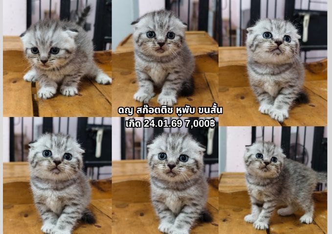 ดญ ดช  สก๊อตติช หูพับ หูตั้ง หลายตัวจ้า รูปที่ 14