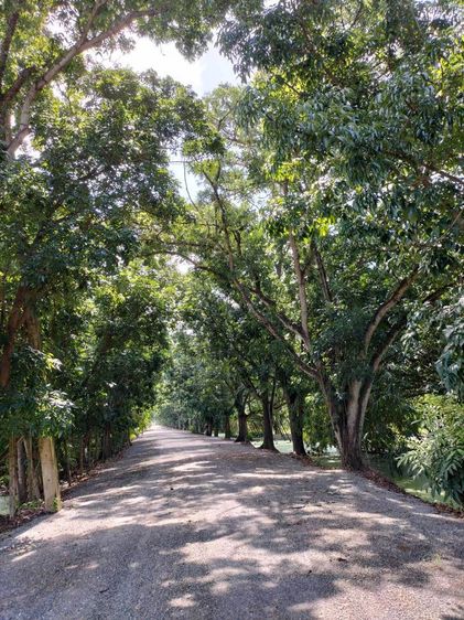 ขายที่ดิน ติดถนนลำลูกกาคลอง 13  รูปที่ 4