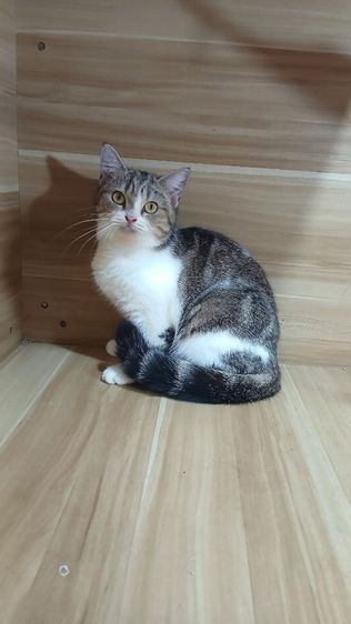 สก็อตติช โฟลด์ (Scottish Fold) แมวสก้อตติช เพศเมีย ก่อนย้ายตรวจหัดแมวให้ฟรีรับประกันเอดส์แมวกับรูคีเมียสนใจถามก่อนได้ขอคนพร้อมรับคะ