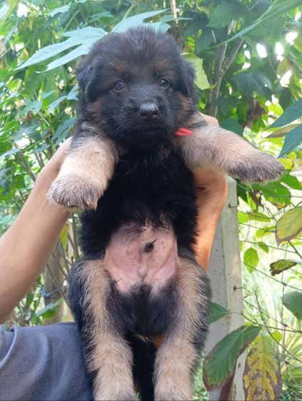 เยอรมันเชพเพิร์ด (German Shepherd) ใหญ่ ขายและเปิดจองลูกสุนัขเยอรมันเชพเพิร์ดแท้